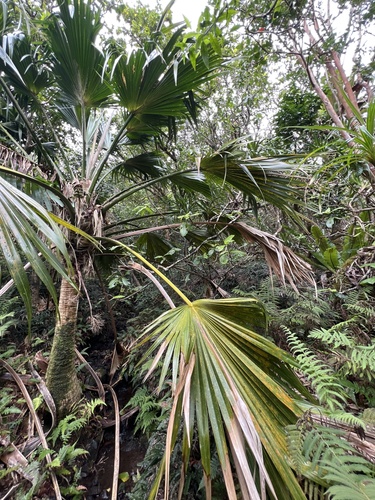 Pritchardia forbesiana observed 2024-09-25