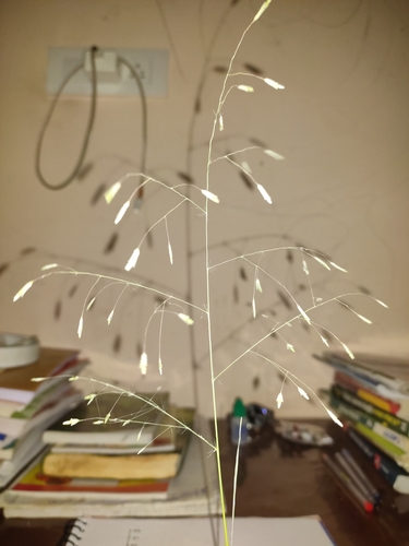 Eragrostis tremula observed 2024-09-26