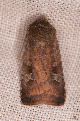 Freeman's Dart photo 2