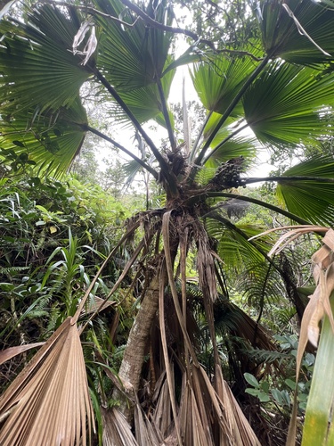Pritchardia forbesiana observed 2024-09-25