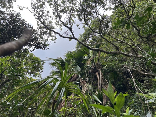 Pritchardia forbesiana observed 2024-09-25
