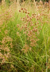 Juncus subnodulosus
