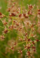 Juncus subnodulosus