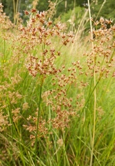 Juncus subnodulosus