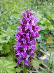 Dactylorhiza euxina