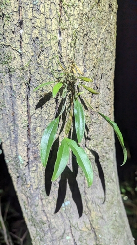 Image of Dendrobium tetragonum by (c) Alesha Teitzel, some rights reserved (CC BY)