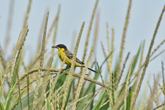 Motacilla flava feldegg