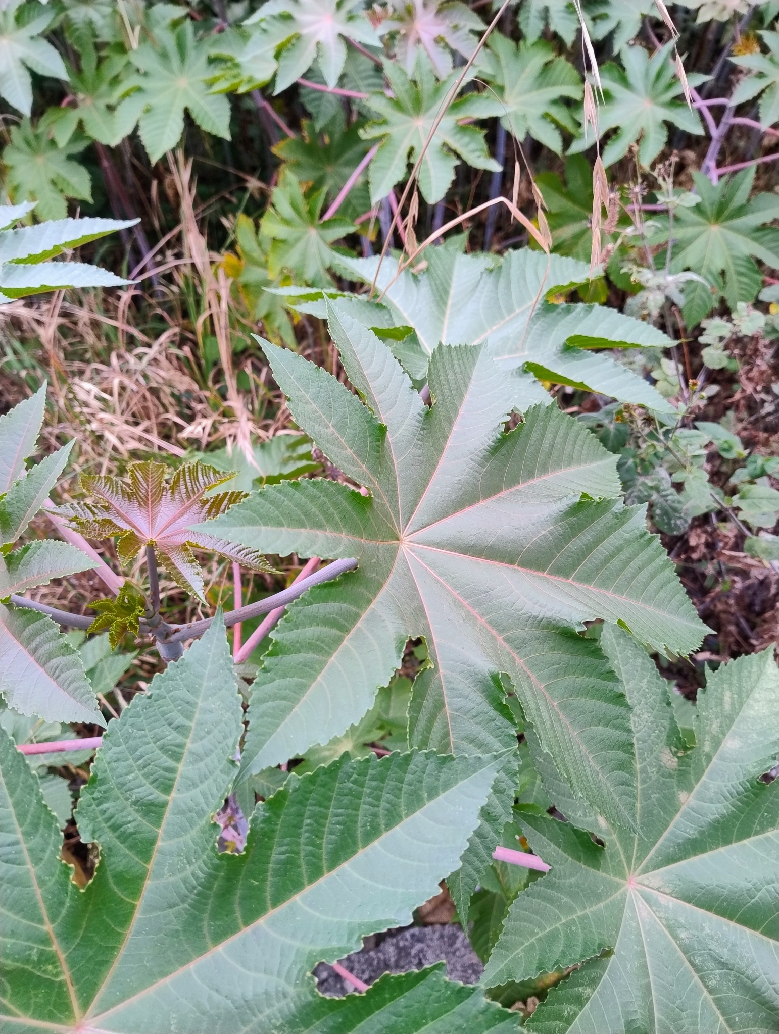 Ricinus communis image