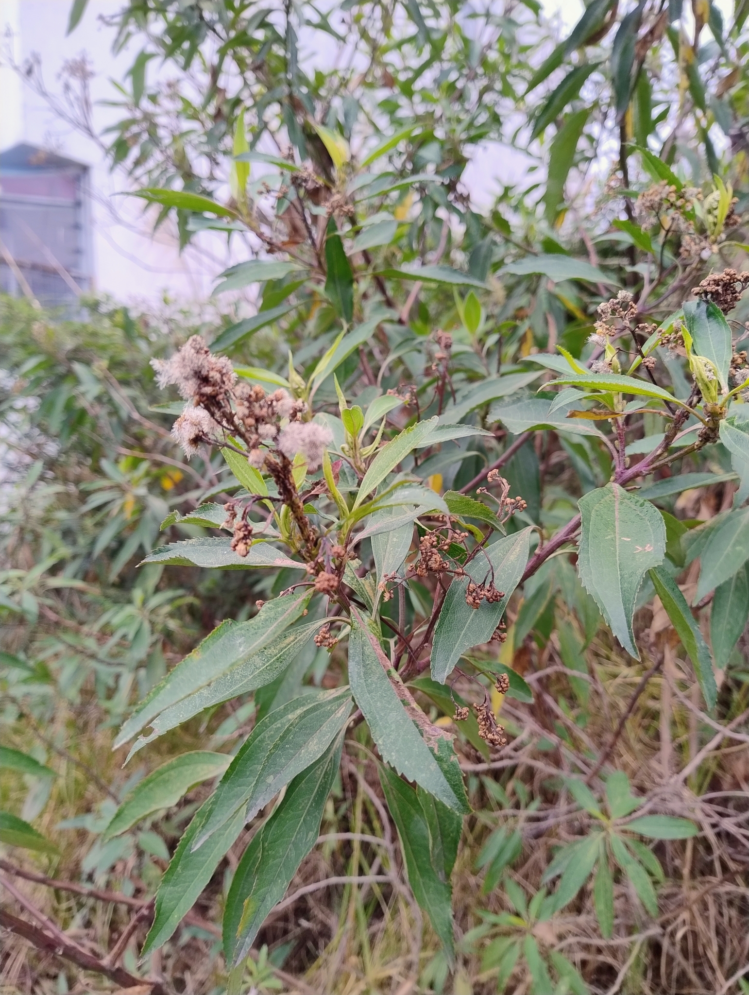 Baccharis image