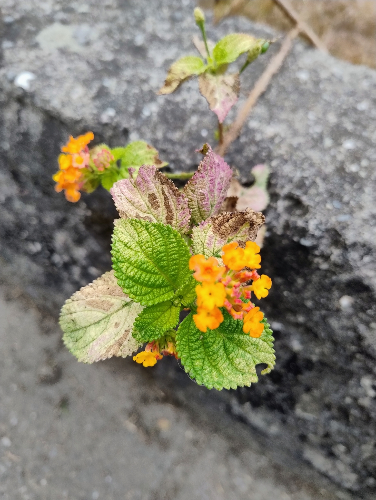 Lantana image