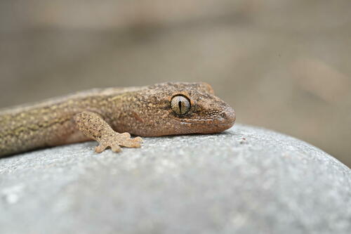 Raukawa gecko, Woodworthia maculata