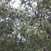 Prunus divaricata - Photo (c) Арслан, algunos derechos reservados (CC BY-NC), subido por Арслан