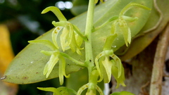Notylia pubescens