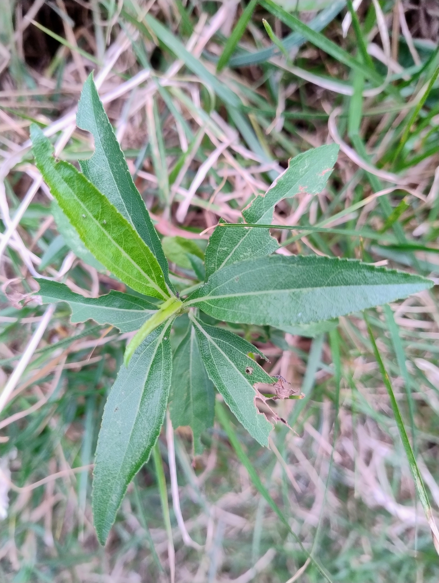 Baccharis latifolia image