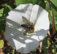 Coelioxys afer