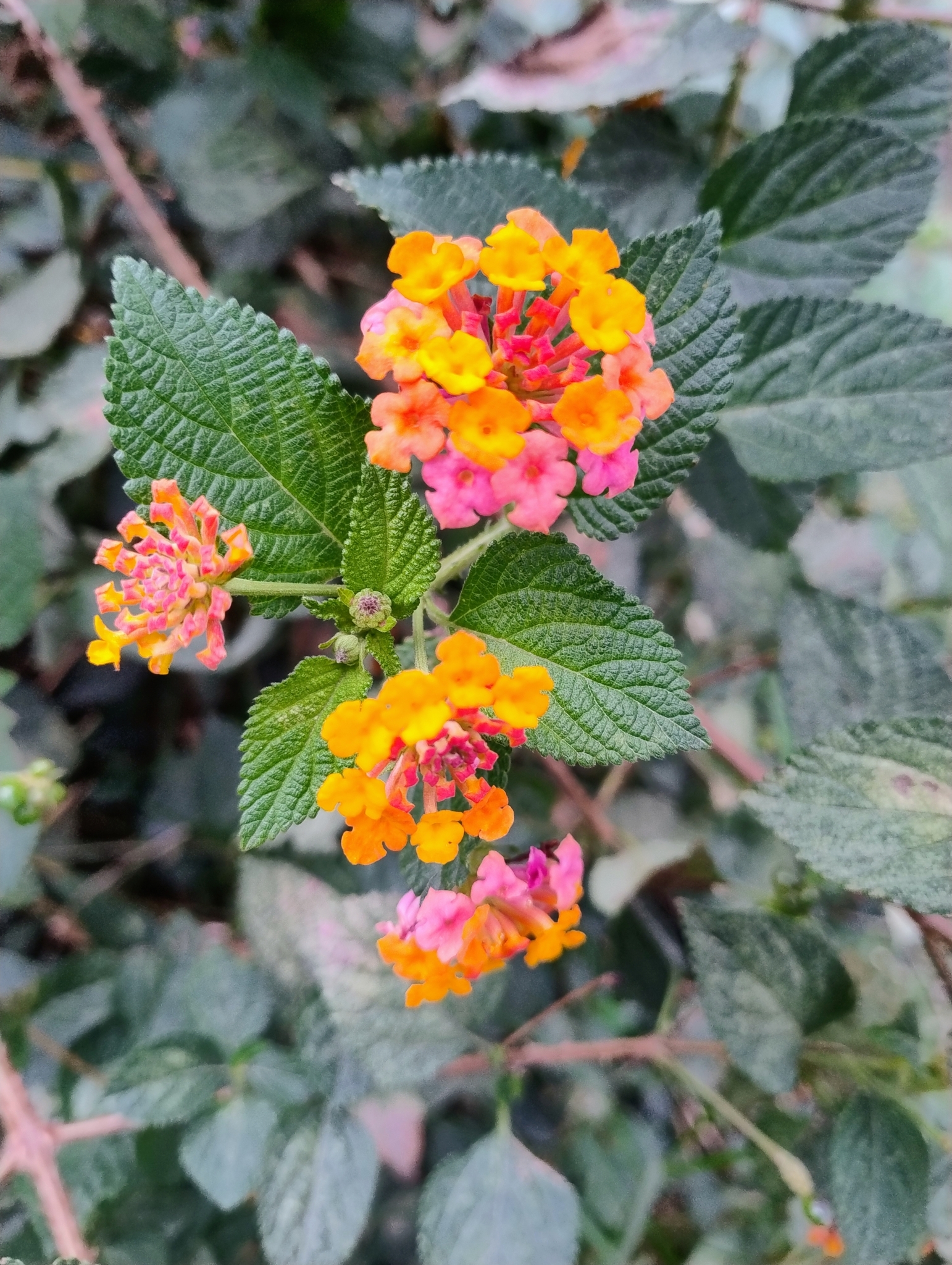 Lantana image
