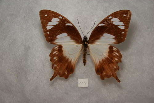 Papilio dardanus antinorii
