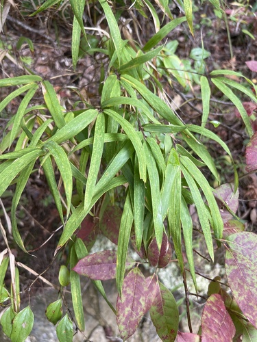 Image of Arundinaria appalachiana by no rights reserved