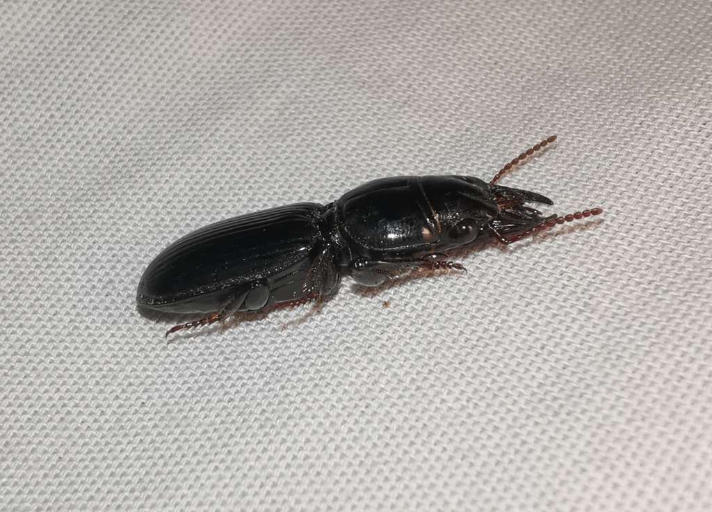 Large-jawed Pedunculate Ground Beetle