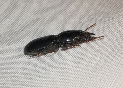 Large-jawed Pedunculate Ground Beetle