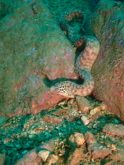 Emma's Moray photo 2