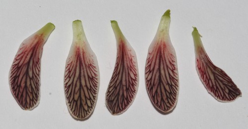 Image of Adenolobus garipensis by (c) Brian du Preez, some rights reserved (CC BY-SA)