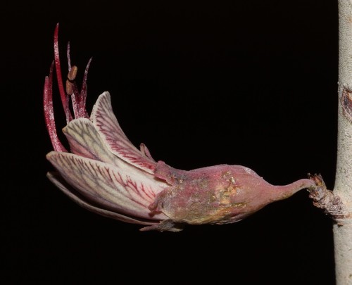Adenolobus garipensis