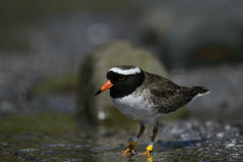 Shore Plover (Thinornis novaeseelandiae), photo 5