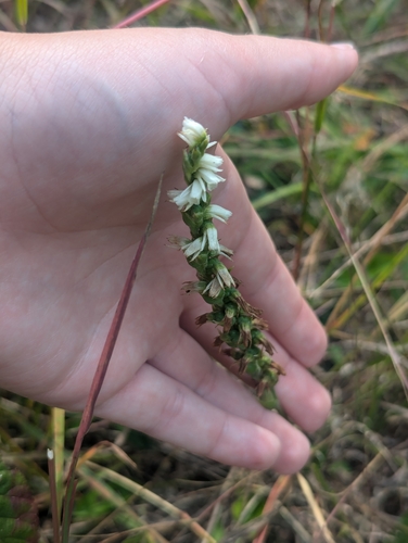 Image of Spiranthes casei by (c) Skyler Principe, some rights reserved (CC BY)