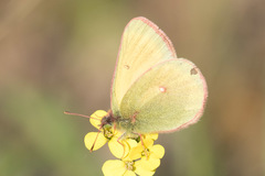 Colias canadensis