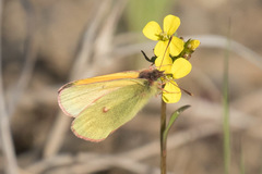 Colias canadensis