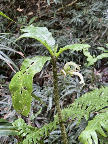 Cyanea scabra observed 2024-09-25