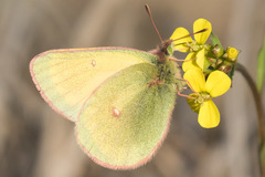 Colias canadensis