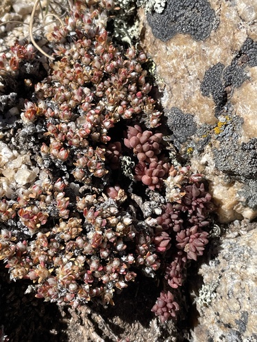 Image of Paronychia pulvinata by (c) Sam Kieschnick, some rights reserved (CC BY)