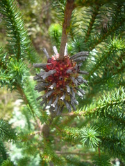 Erica sessiliflora