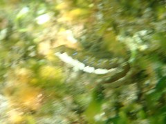 Microlipophrys dalmatinus