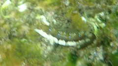 Microlipophrys dalmatinus