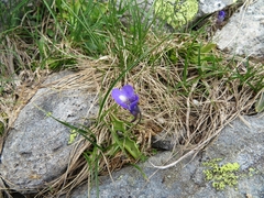 Pinguicula leptoceras