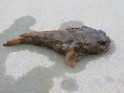 Flat toadfish (Colletteichthys dussumieri) — Batrachoididae — 3