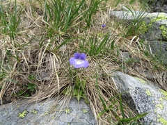 Pinguicula leptoceras