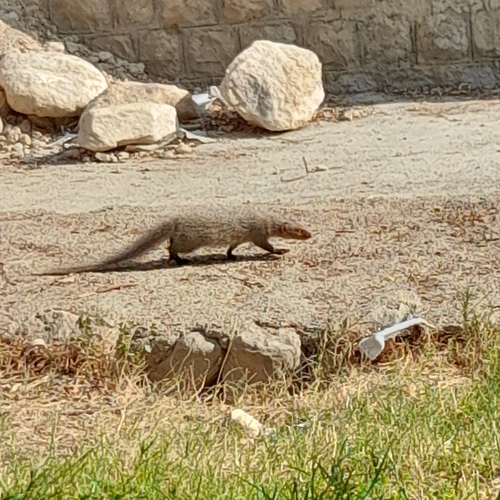 Indian Grey Mongoose