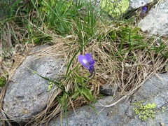 Pinguicula leptoceras