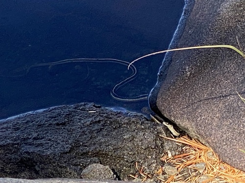 iNaturalist observation photo of Western Terrestrial Garter Snake