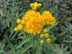 Pentanema germanicum