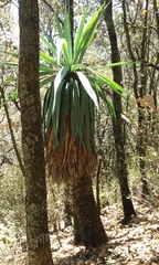 Furcraea parmentieri