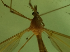 Tipula submaculata