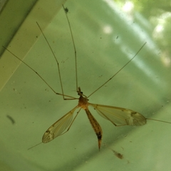 Tipula submaculata