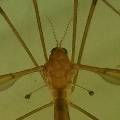 Tipula submaculata