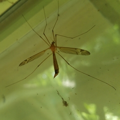 Tipula submaculata