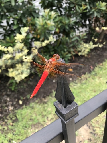 Neon Skimmer photo 5